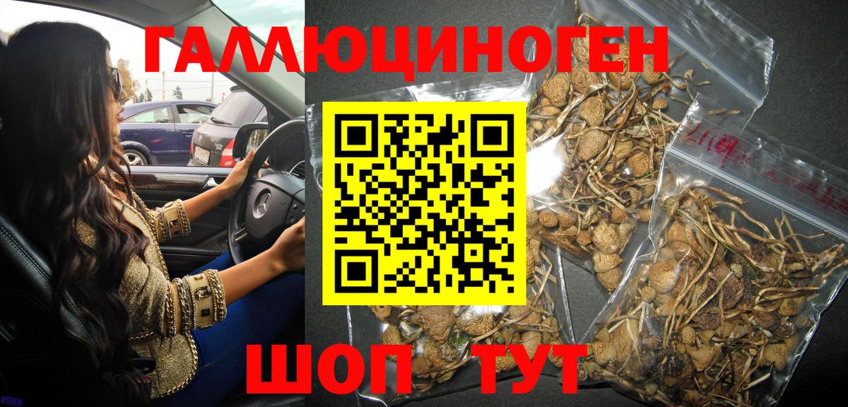 Галлюциногенные грибы Psilocybe Батайск