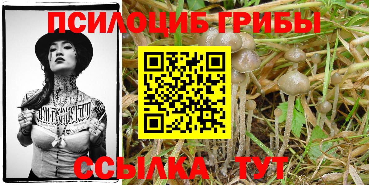 Псилоцибиновые грибы Cubensis  Псилоцибиновые грибы мицелий  Вход с VPN  Батайск 